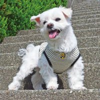 Small Dog MOON Thermal Stripe T-shirt