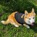 Photo4: Medium-sized Dog MOON Thermal Stripe T-shirt