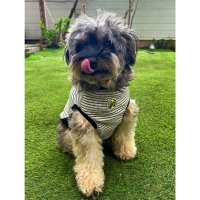 Medium-sized Dog MOON Thermal Stripe T-shirt