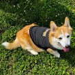 Photo4: Medium-sized Dog MOON Thermal Stripe T-shirt (4)